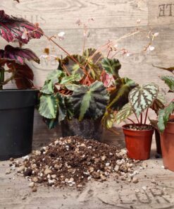 Begonia Mix - Spezialsubstrat für Begonien und Co – Bild 3
