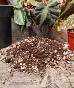 Begonia Mix - Spezialsubstrat für Begonien und Co – Bild 2