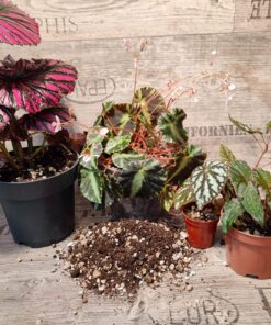 Begonia Mix - Spezialsubstrat für Begonien und Co