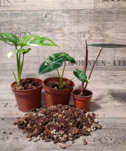 Premium Aroid Soil Mix (Feiner Mix)