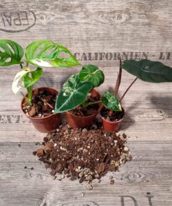 Premium Aroid Soil Mix (Feiner Mix) – Bild 3