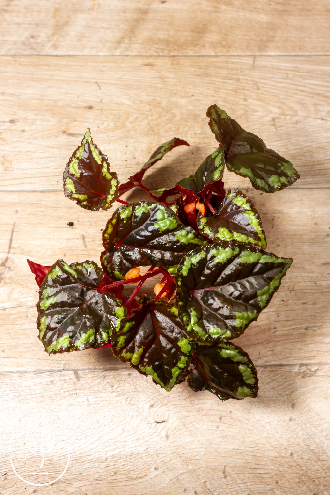 Begonia ignita mit herzförmigen, dunkel maronefarbenen Blättern mit grüner Randzeichnung