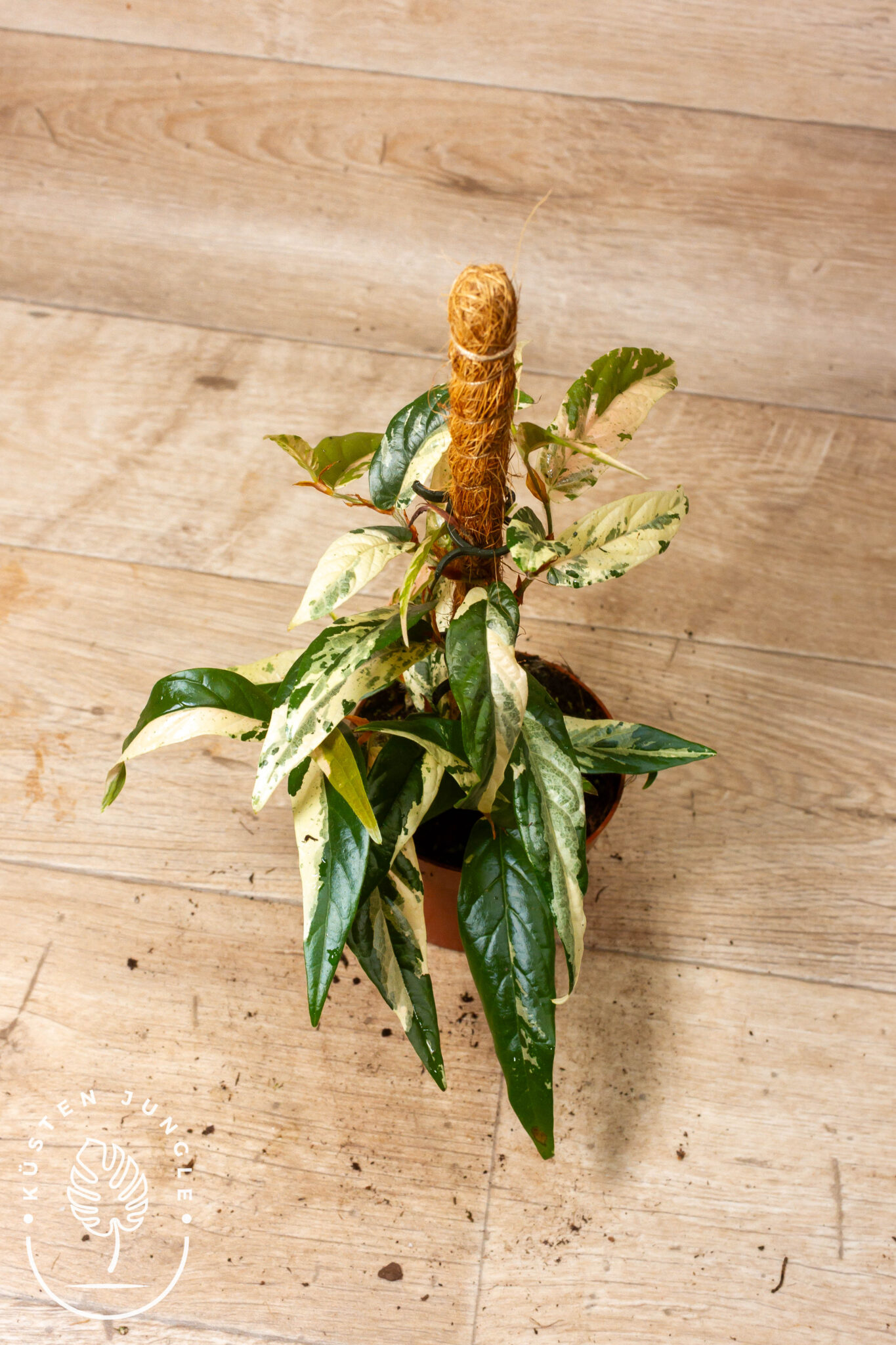Ficus sagittata 'Pink Variegata' mit kleinen, pfeilförmigen Blättern in zartem Grün-Creme-Rosa-Farbspiel