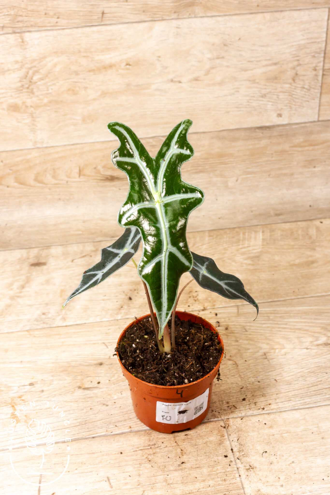 Alocasia sanderiana 'Nobilis' mit tief gelappten, dunkelgrünen Blättern und auffälligen silbrig-weißen Adern