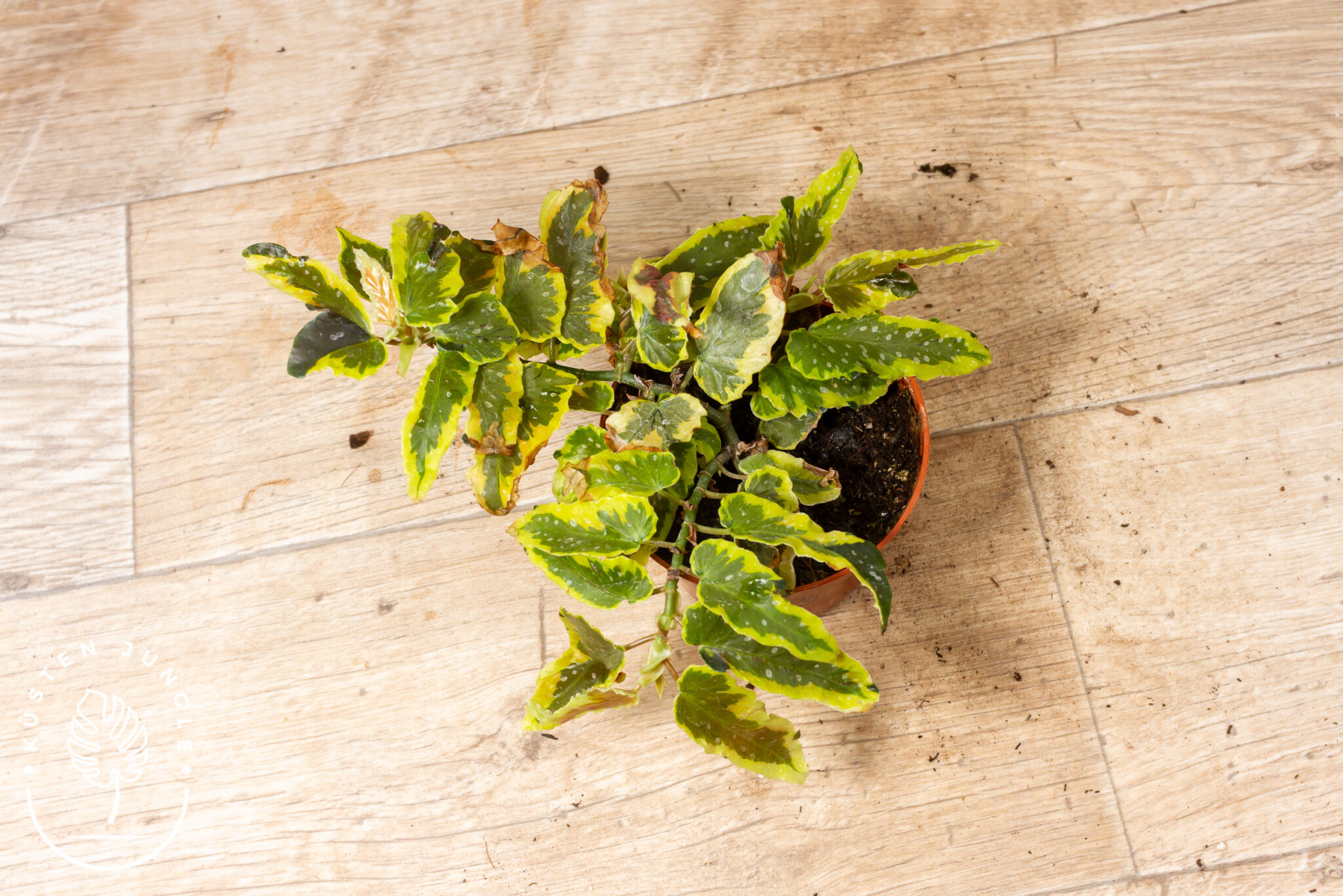 Begonia Dainty Spray Sport Variegata mit grün-gelb panaschierten, gelappten Blättern und rosa-kupferfarbenen Blatträndern