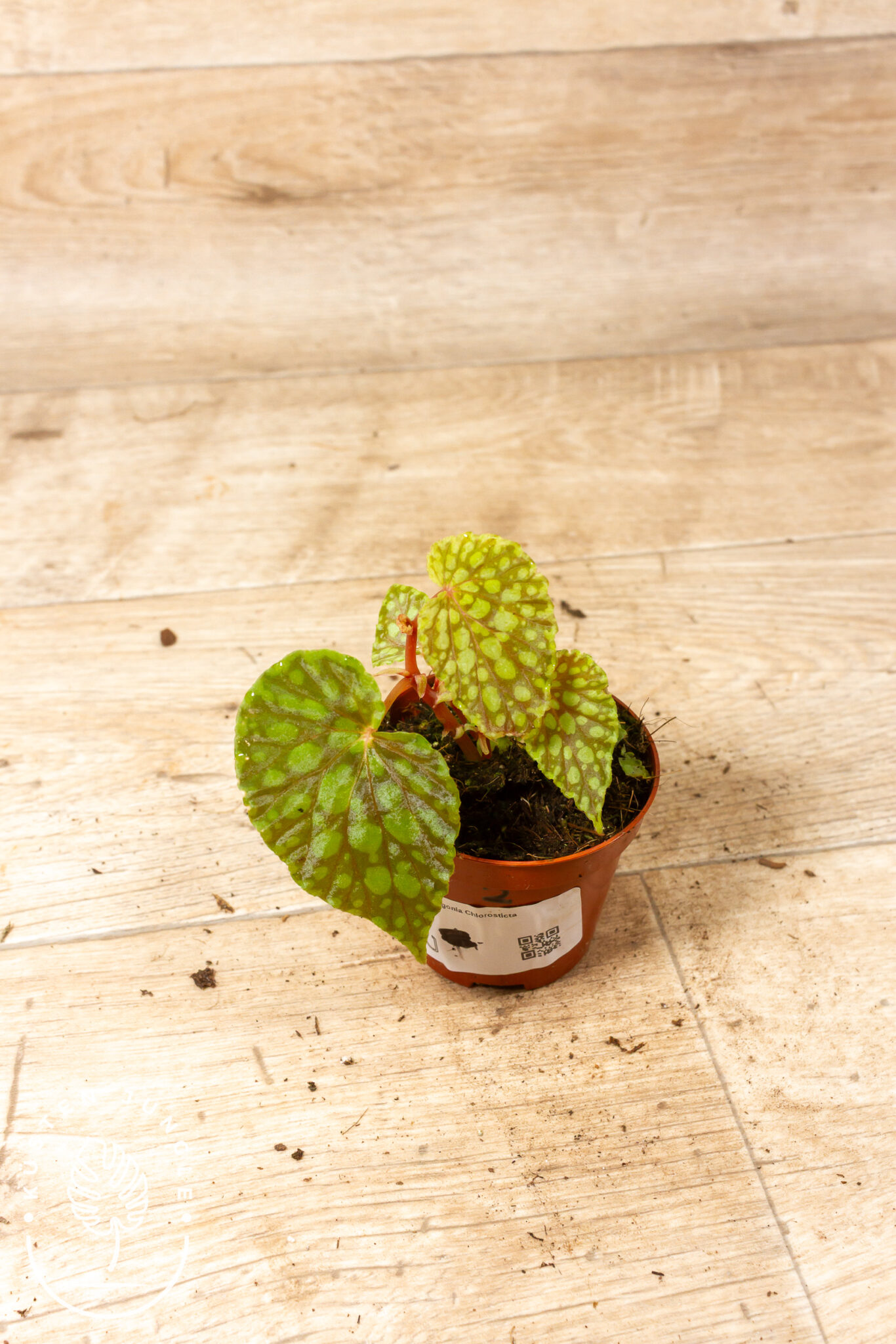 Begonia chlorosticta mit hellgrünen Blättern und gelbgrünen Sprenkeln