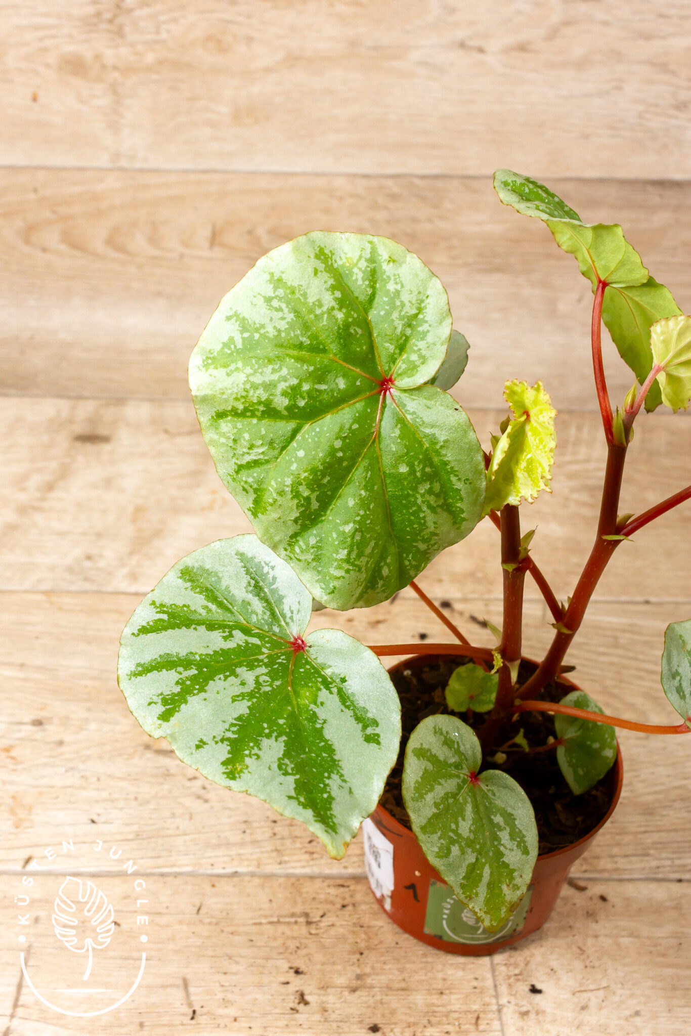 Begonia sp. Temuyuk Silver mit asymmetrischen, silbrig schimmernden Blättern und hellgrüner Aderung