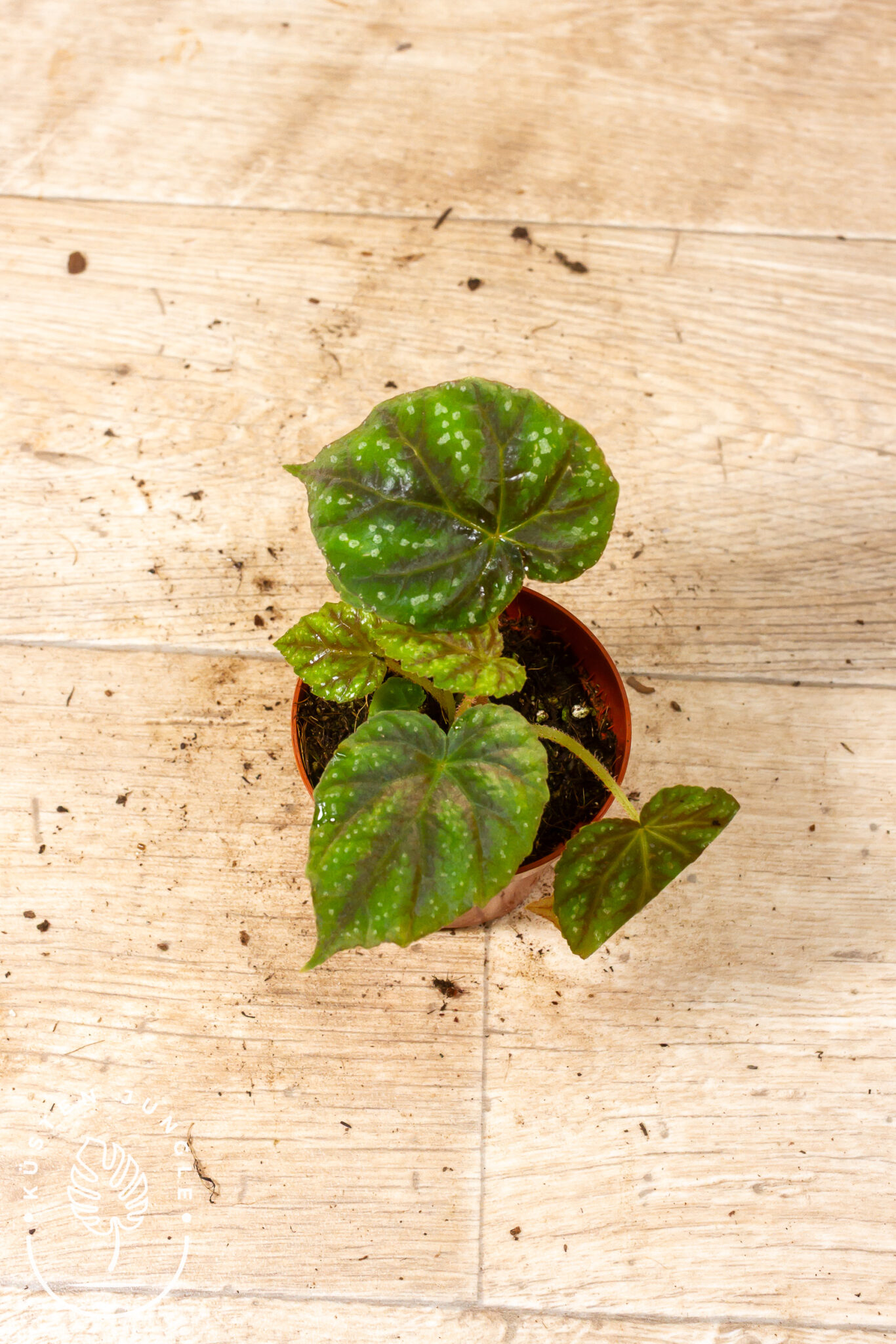 Begonia pseudoedulis Shiwanshan mit großen, dekorativen Blättern