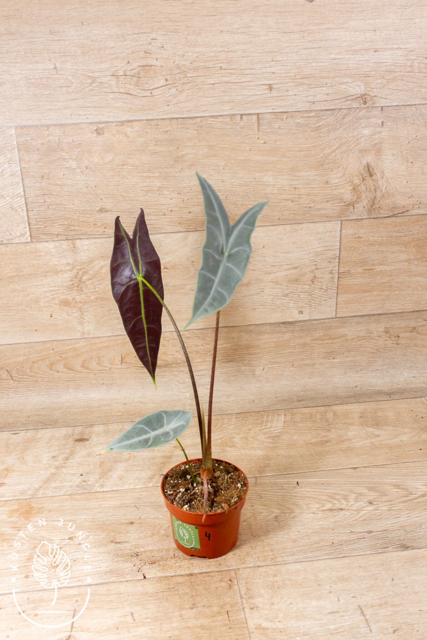 Alocasia longiloba 'Silver' mit länglichen, pfeilförmigen Blättern in silbrig-grauem Grundton und kontrastierenden dunkelgrünen Adern