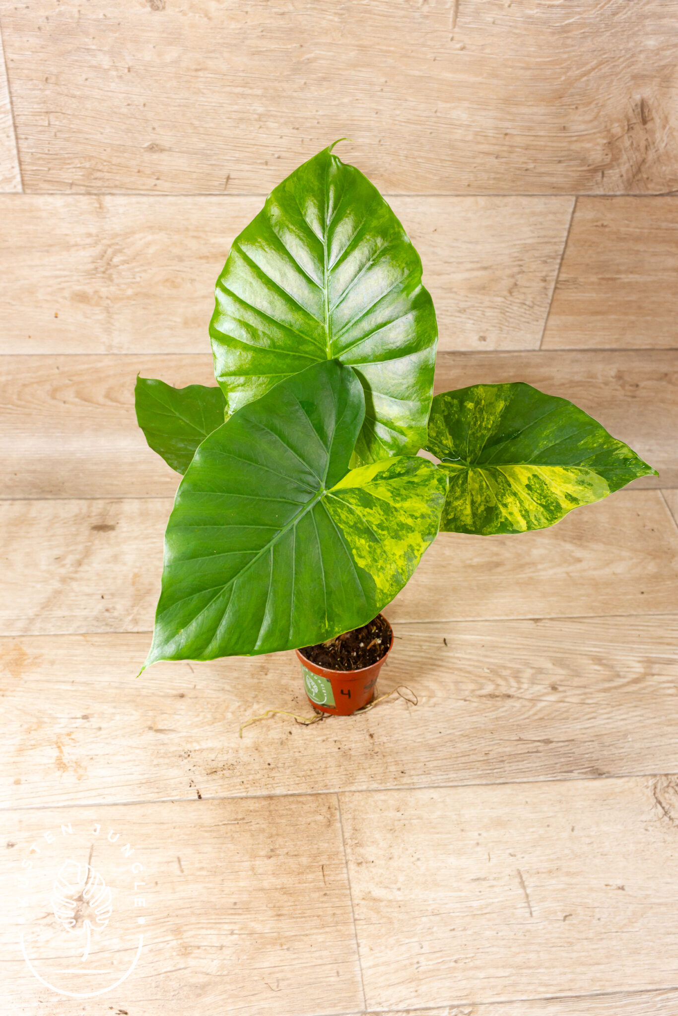 Alocasia Gageana Aurea mit breiten, pfeilförmigen Blättern und gelb-grüner Panaschierung