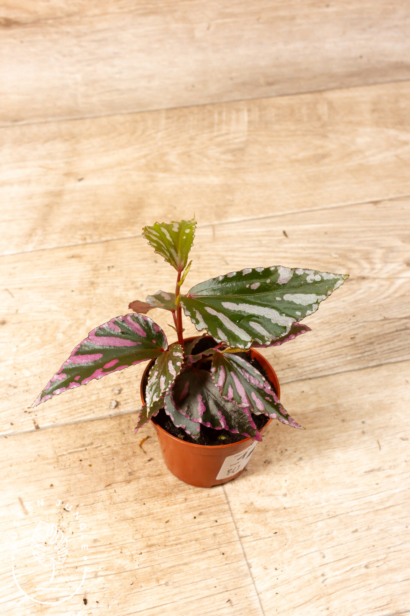 Begonia sp. Julau Type 1 mit großen, asymmetrischen, dunklen Blättern und rosa bis weißen Sprenkeln