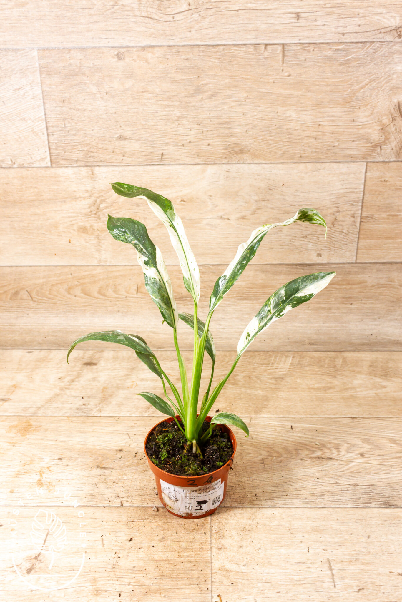 Epipremnum giganteum Variegata mit großen, länglich-ovalen Blättern und cremeweißer, wolkiger Marmorierung
