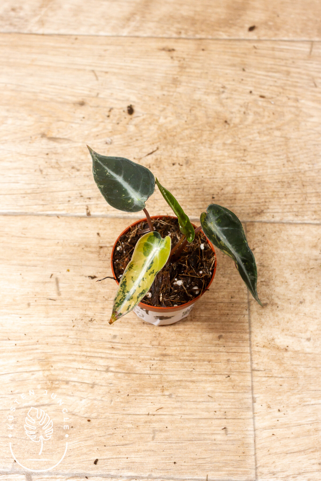 Alocasia Bambino Arrow Aurea Variegata mit schmalen, pfeilförmigen Blättern und goldgelber Panaschierung auf dunkelgrünem Blattgrund