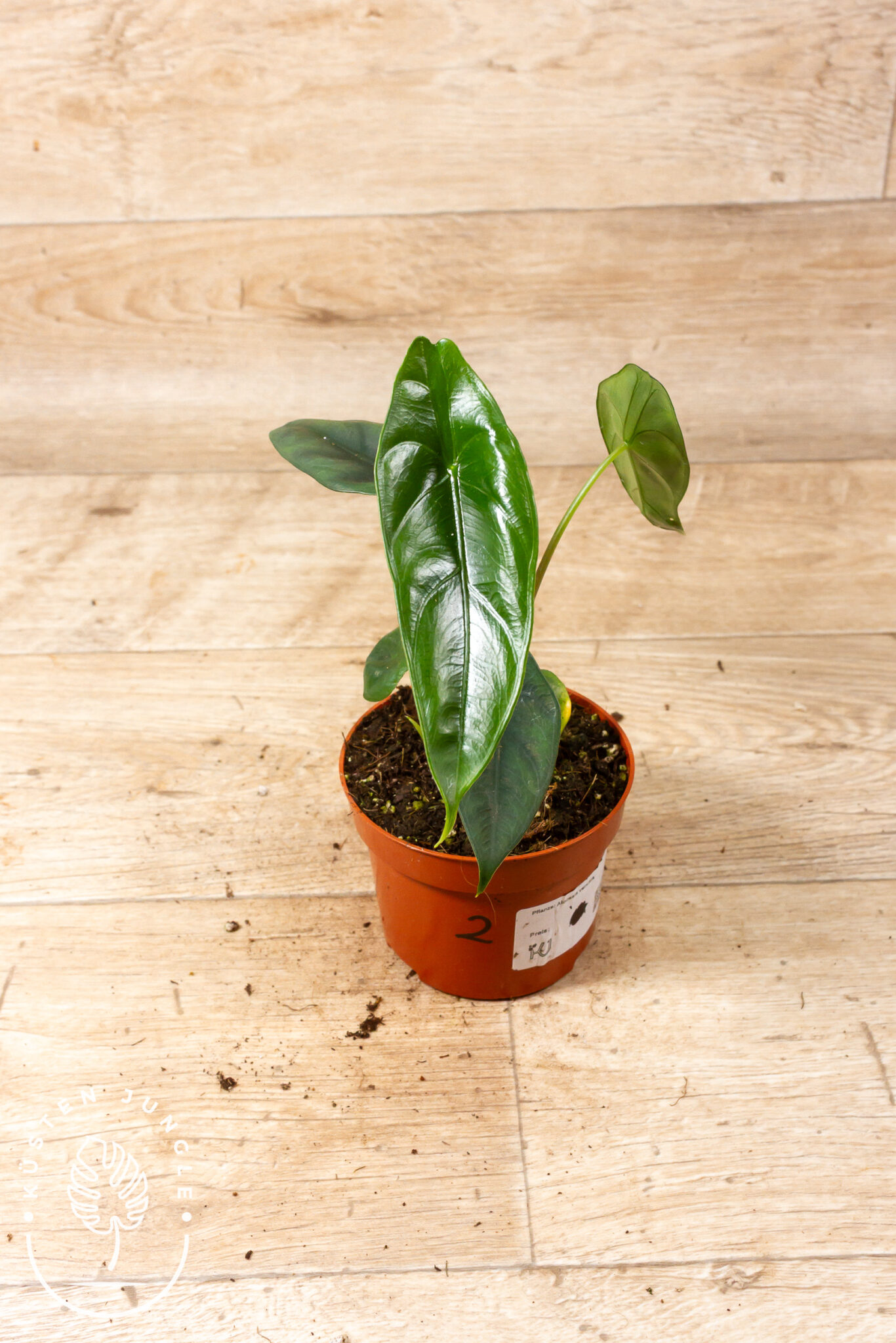 Alocasia venusta mit schmalen, dunkelgrünen, schildförmigen Blättern