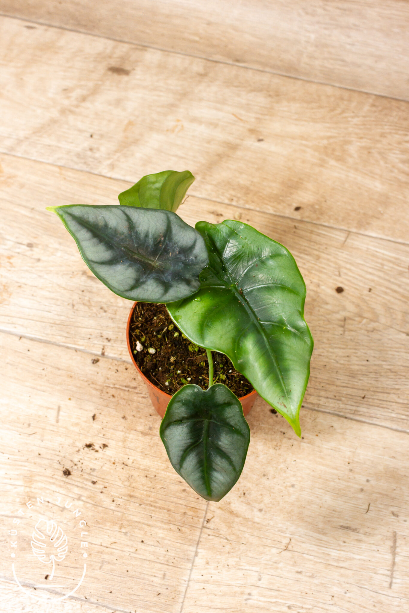 Alocasia reversa mit pfeilförmigen Blättern, dunkelgrüner Blattmitte und Adern sowie hellerem, silbrig-grünem Blattrand