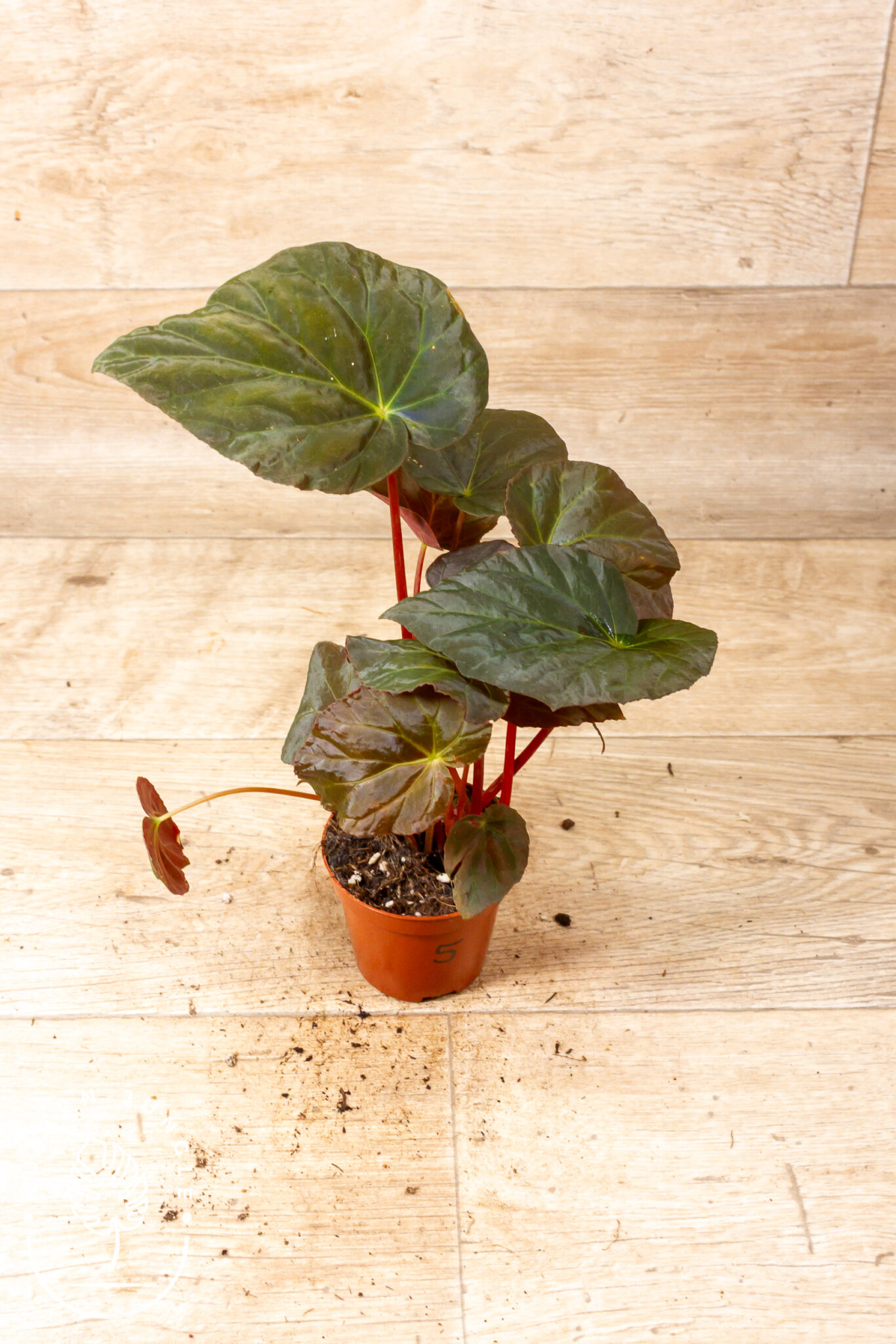 Begonia pavonina mit dunkelgrün-bronzefarbenen Blättern und schillernd blauer Irisierung