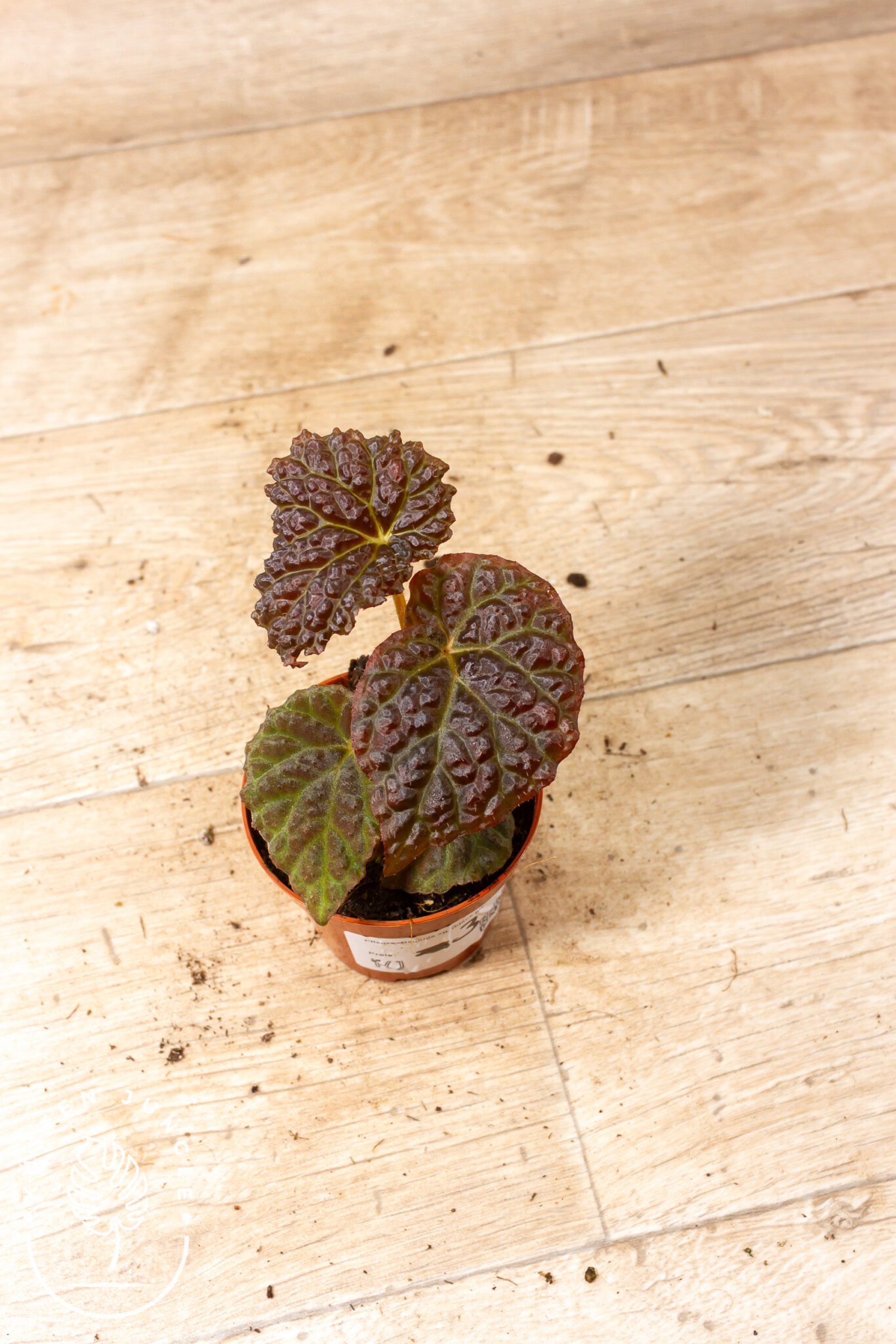 Begonia Black Mountain mit tiefschwarz-grünen, stark texturierten Blättern