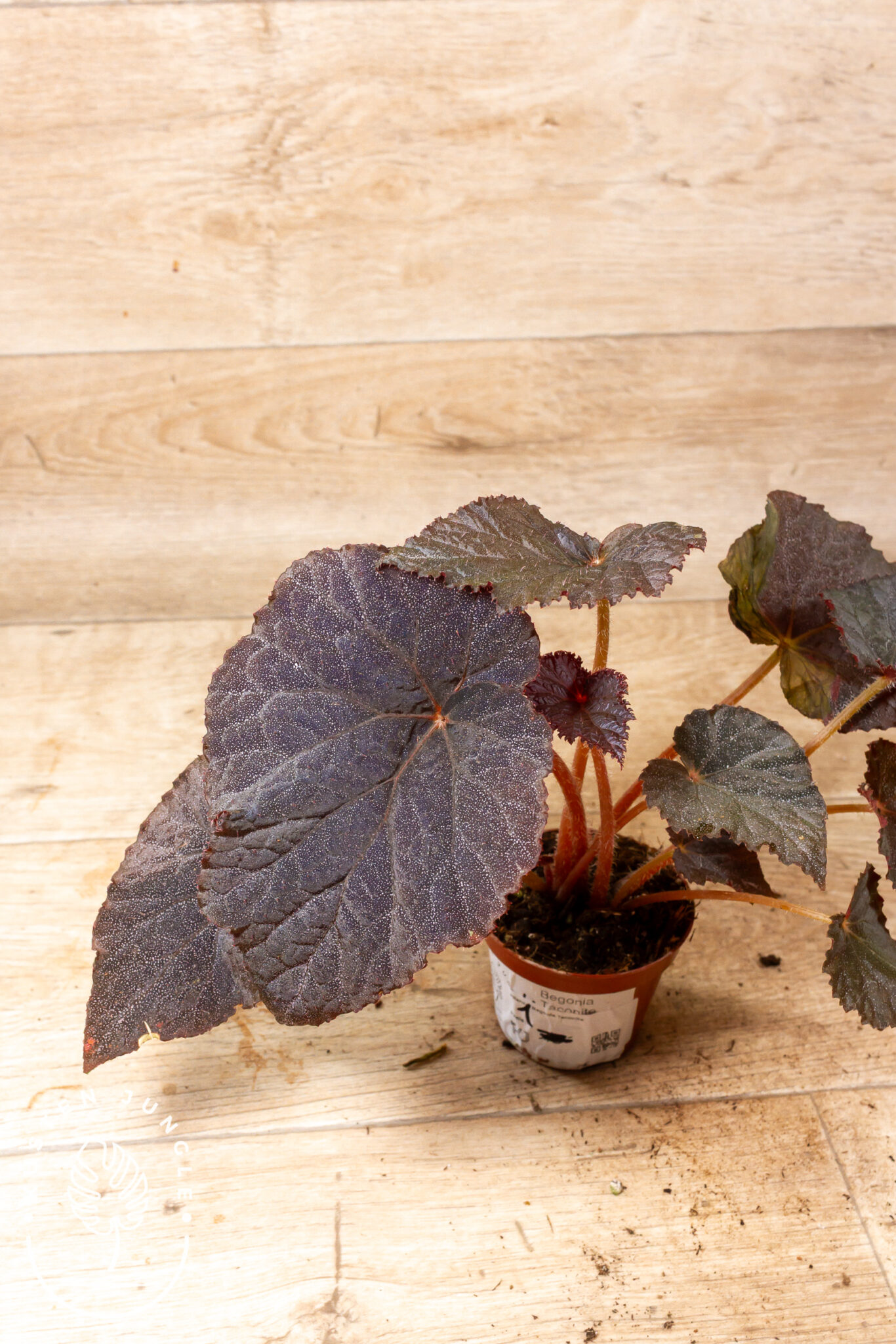 Begonia sp. U485 mit tiefgrauen, gezackten Blättern und weißen, sternartigen Sprenkeln