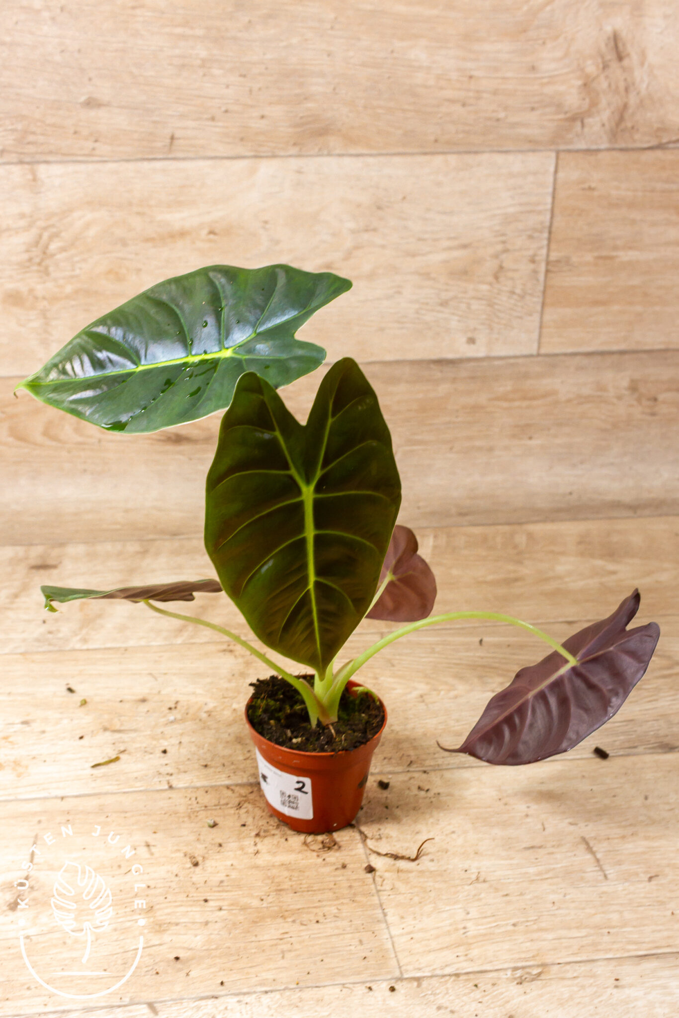 Alocasia Golden Bone mit dunkelgrünen Blättern und leuchtend goldgrüner Aderung