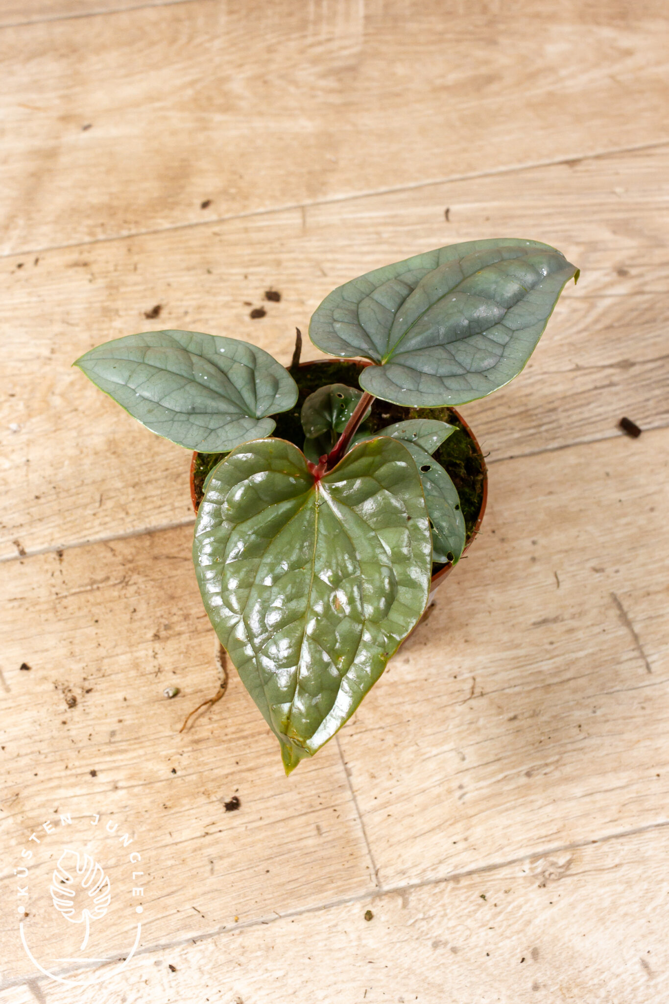 Anthurium luxurians mit herzförmigen, stark genarbten, tiefgrünen Blättern