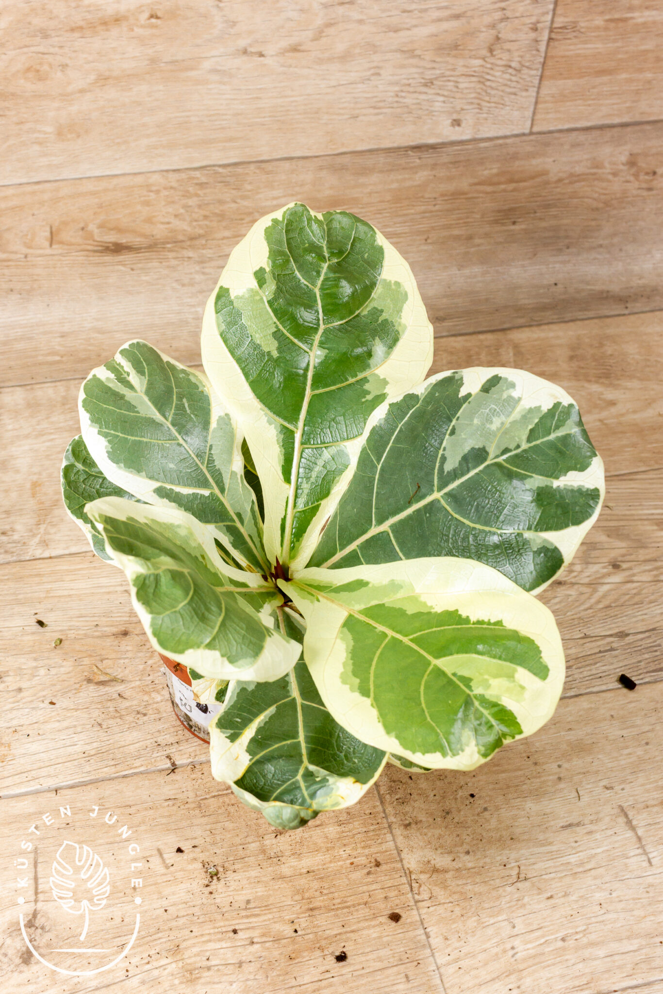 Ficus lyrata 'Variegata' mit großen, geigenförmigen Blättern in grün-cremeweißer Marmorierung