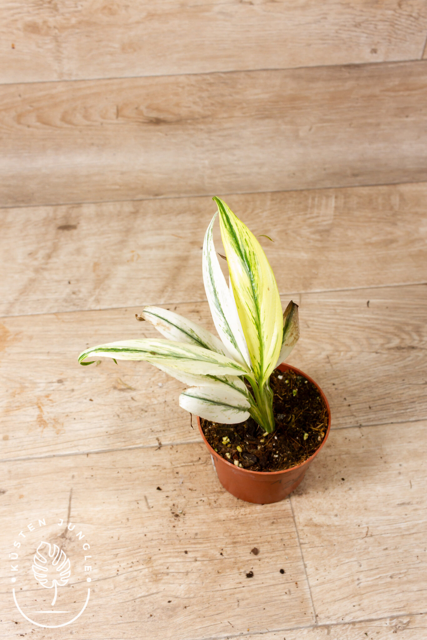 Epipremnum amplissimum Variegata mit lang zugespitzten, grünen Blättern und unregelmäßiger cremeweiß-gelber Panaschierung