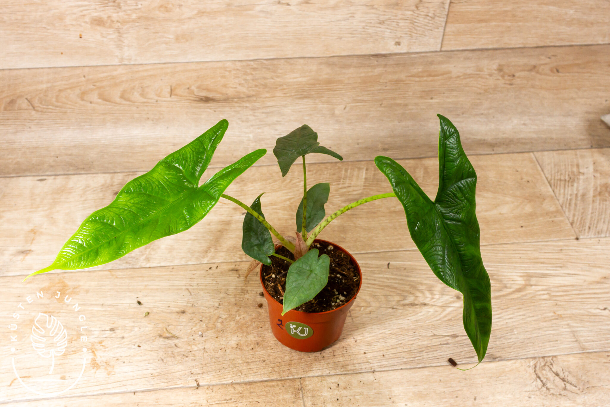 Alocasia sp. Sulawesi Green Carpet mit kleinen, samtigen, dunkelgrünen Blättern in kompaktem Wuchs