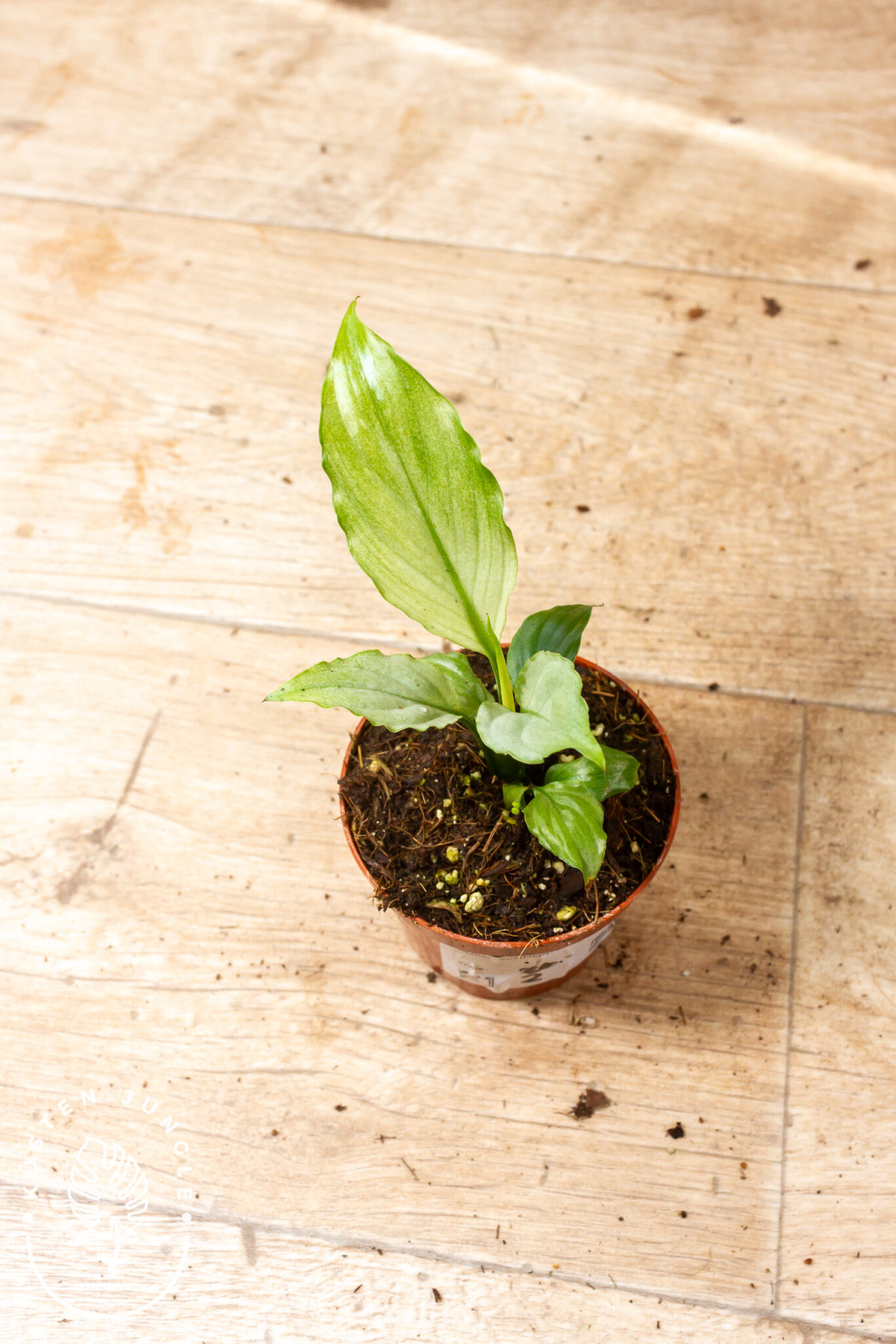 Spathiphyllum 'Blue Ice' mit länglichen Blättern in kühlem Silbergrün bis Mintgrün und weißer Kolbenblüte