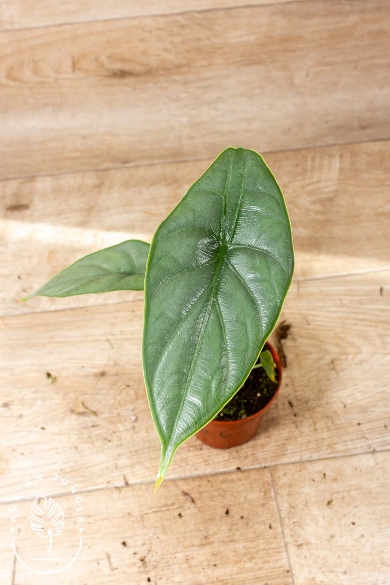 Alocasia puncakborneensis mit glänzenden, ledrigen Blättern und deutlich erhabener, netzartiger Aderstruktur