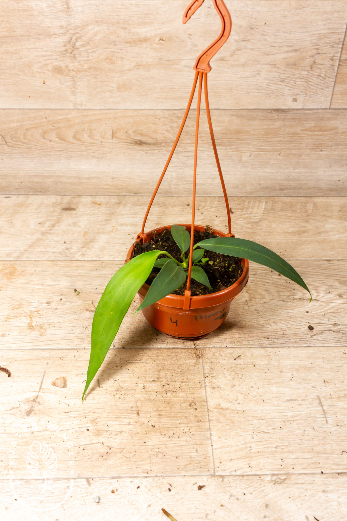 Anthurium wendlingeri mit langen, schmalen, herabhängenden Blättern und spiralig gedrehtem Blütenstand