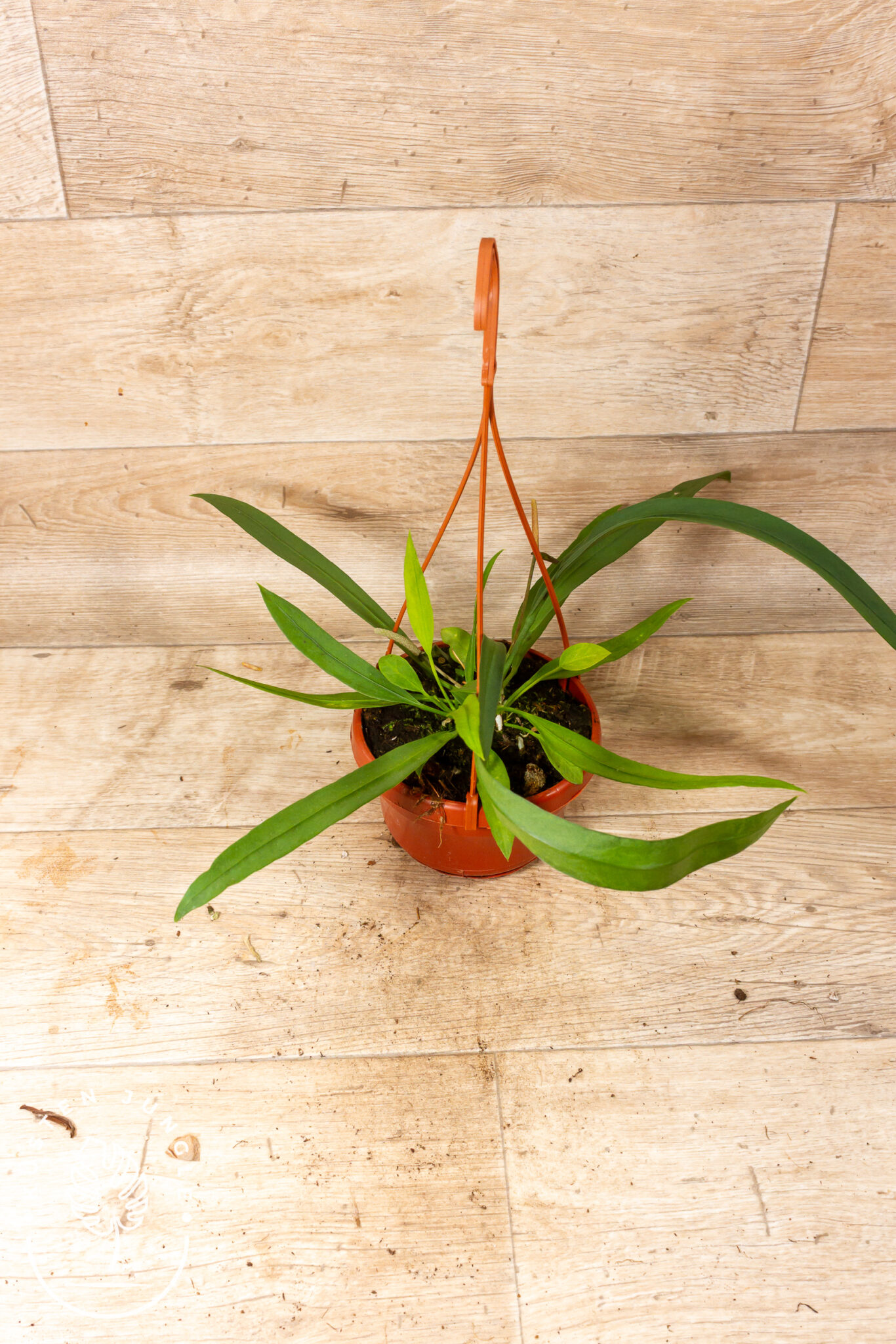 Anthurium vittarifolium mit langen, bandartig herabhängenden, ledrigen Blättern