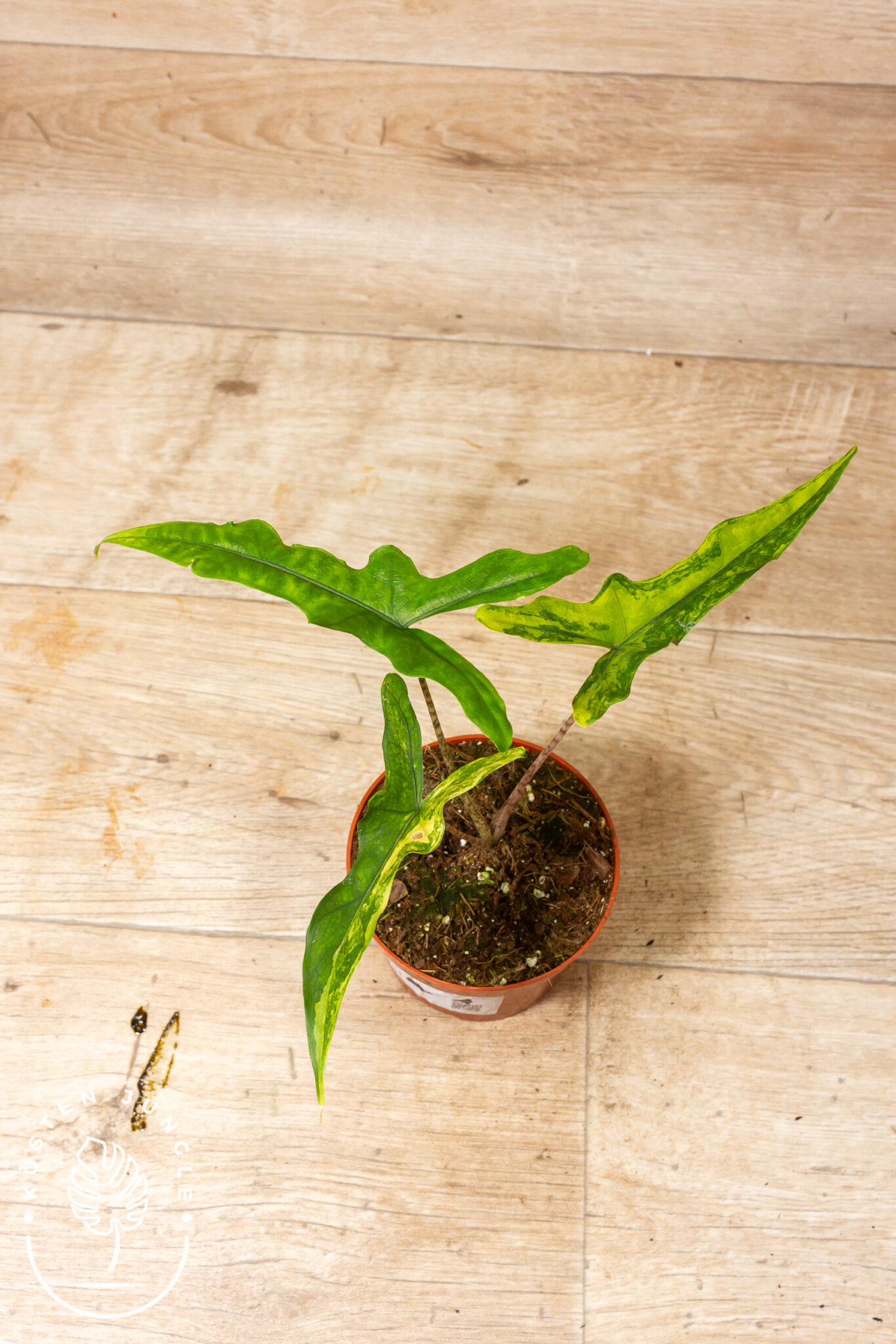 Alocasia Sabrina Aurea Variegata mit schmalen, pfeilförmigen Blättern und gelber Panaschierung