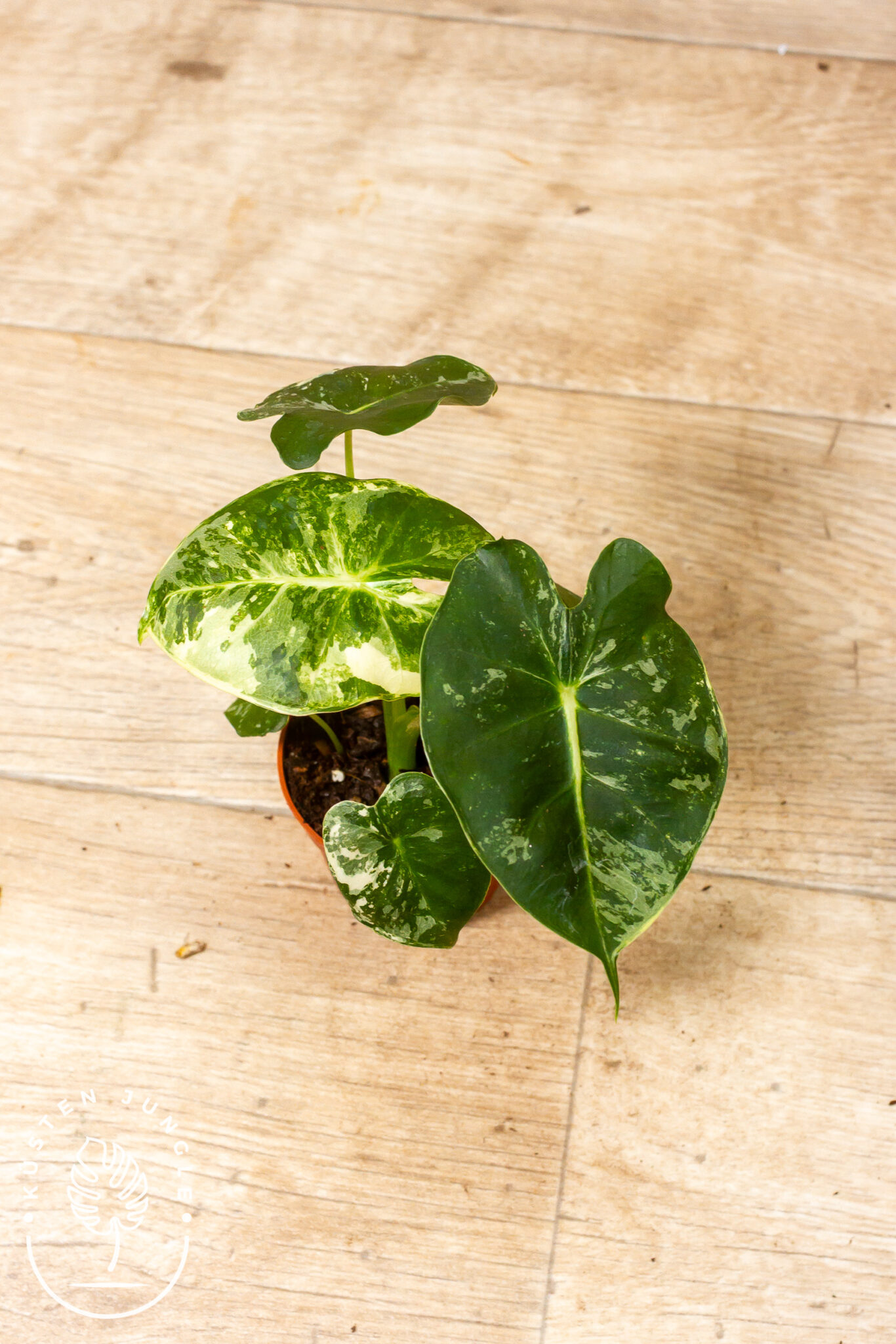Alocasia Dorayaki London Eye Albo Variegata mit samtigen, weiß panaschierten, runden Blättern