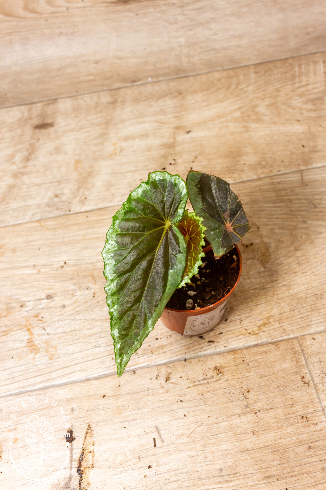 Begonia baramensis mit dunkelgrünen bis fast schwarzen, asymmetrischen Blättern mit silbrig schimmerndem Rand und rot geaderten Jungblättern