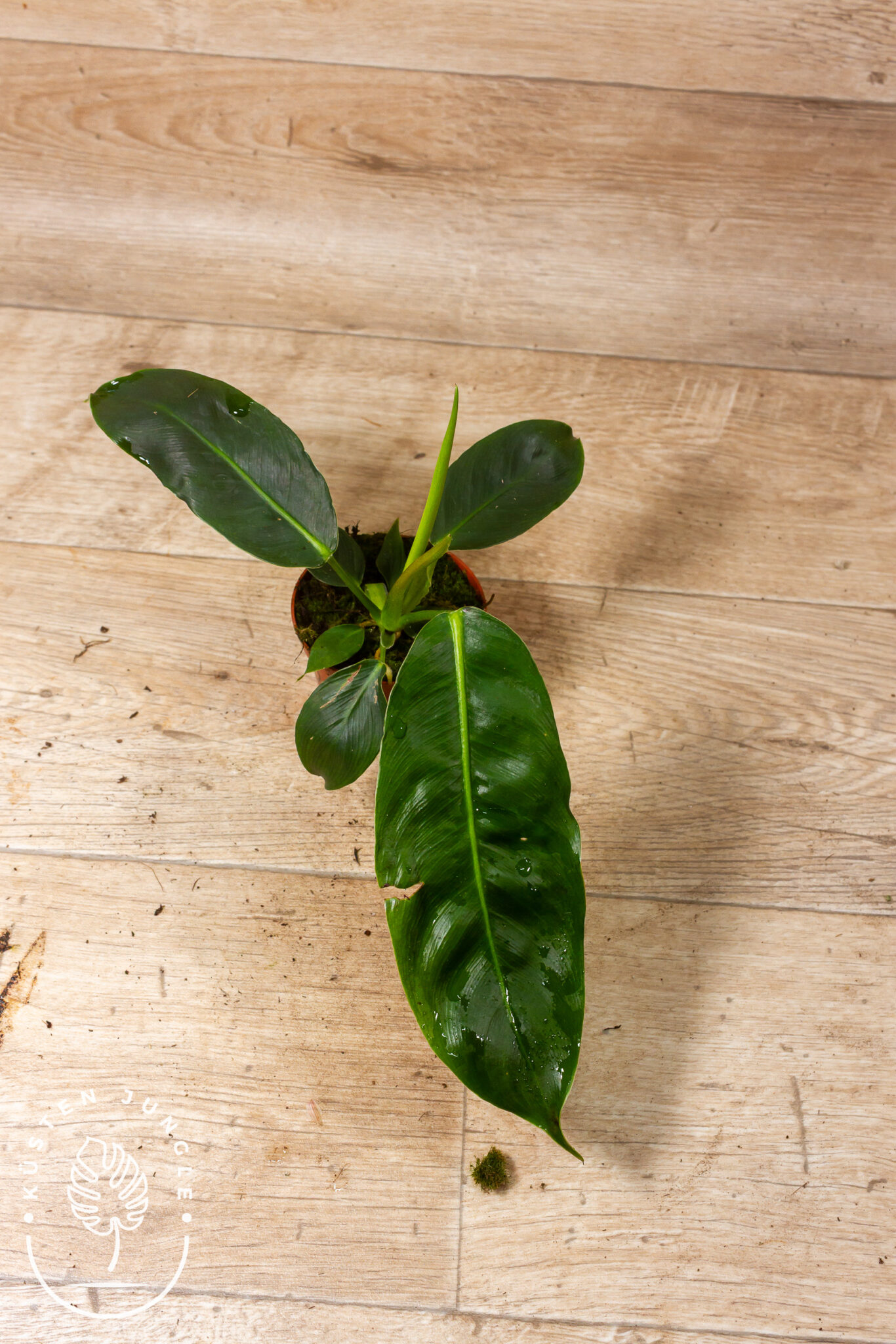 Philodendron patriciae mit langen, herabhängenden, matten Blättern mit fein gewellter, strukturierter Oberfläche