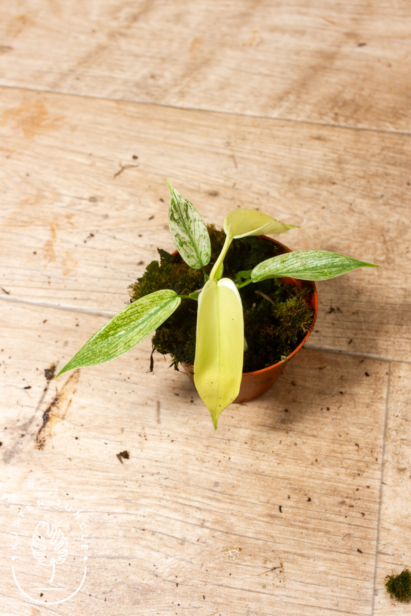 Philodendron 'Florida Ghost' mit tief gelapptem Blatt, das jung geisterhaft weiß austreibt und mit der Zeit nachgrünt