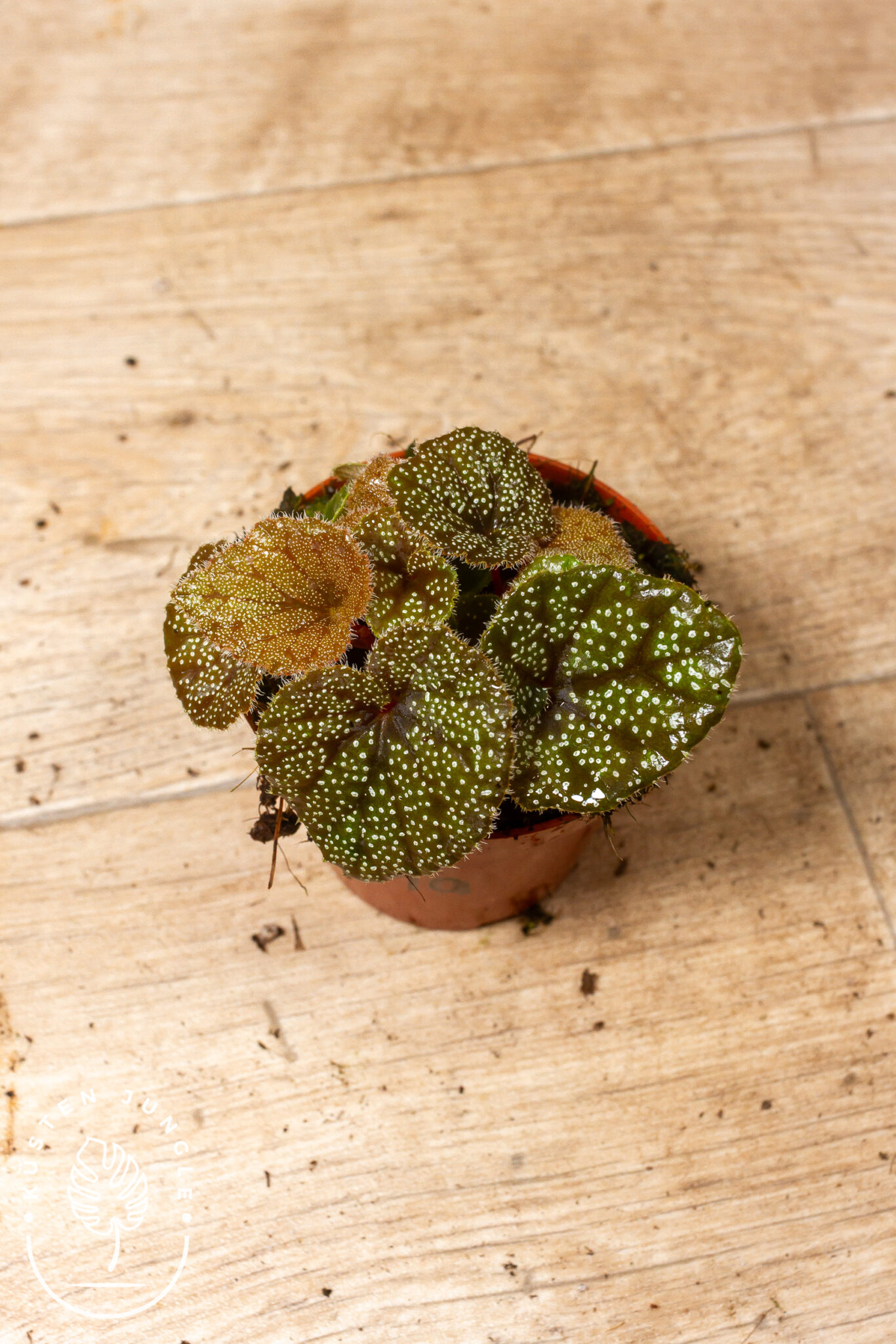 Begonia curtisii 'Galaxy' mit dunklen, samtigen Blättern und feiner, sternenartig verteilter Sprenkelung