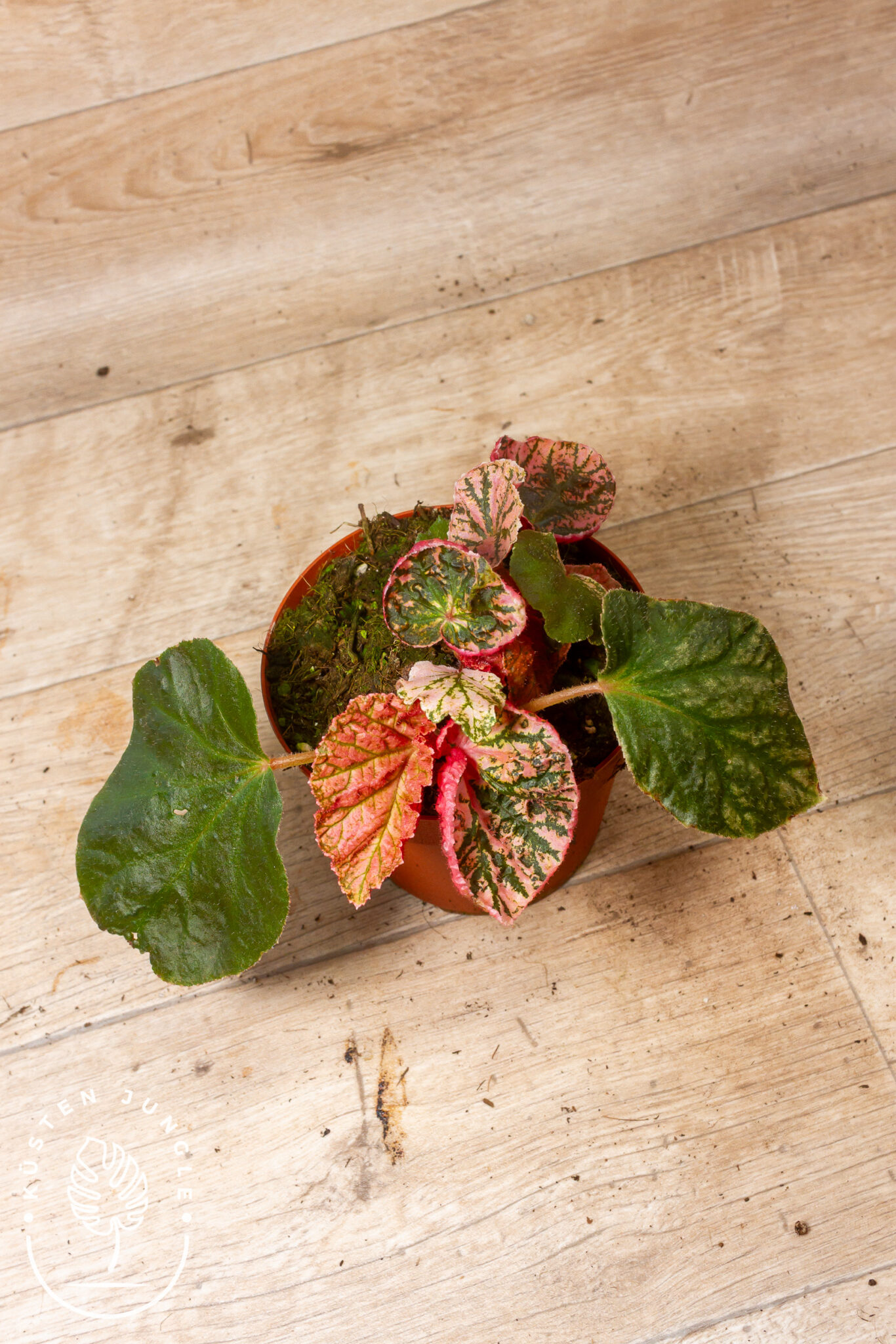 Begonia 'Midnight Sun' Variegata mit herzförmigen, moosgrünen Blättern und rosa-rot-cremefarbener Marmorierung