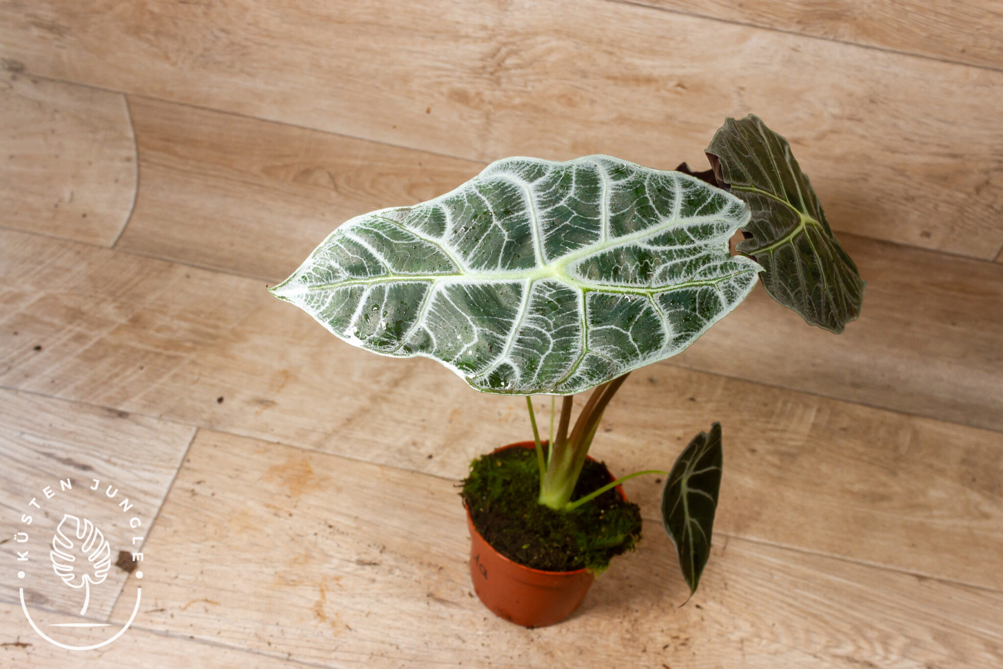 Alocasia watsoniana 'Lightning' mit tiefgrünen, schildförmigen Blättern und leuchtend gelb-weißer, blitzartiger Aderzeichnung