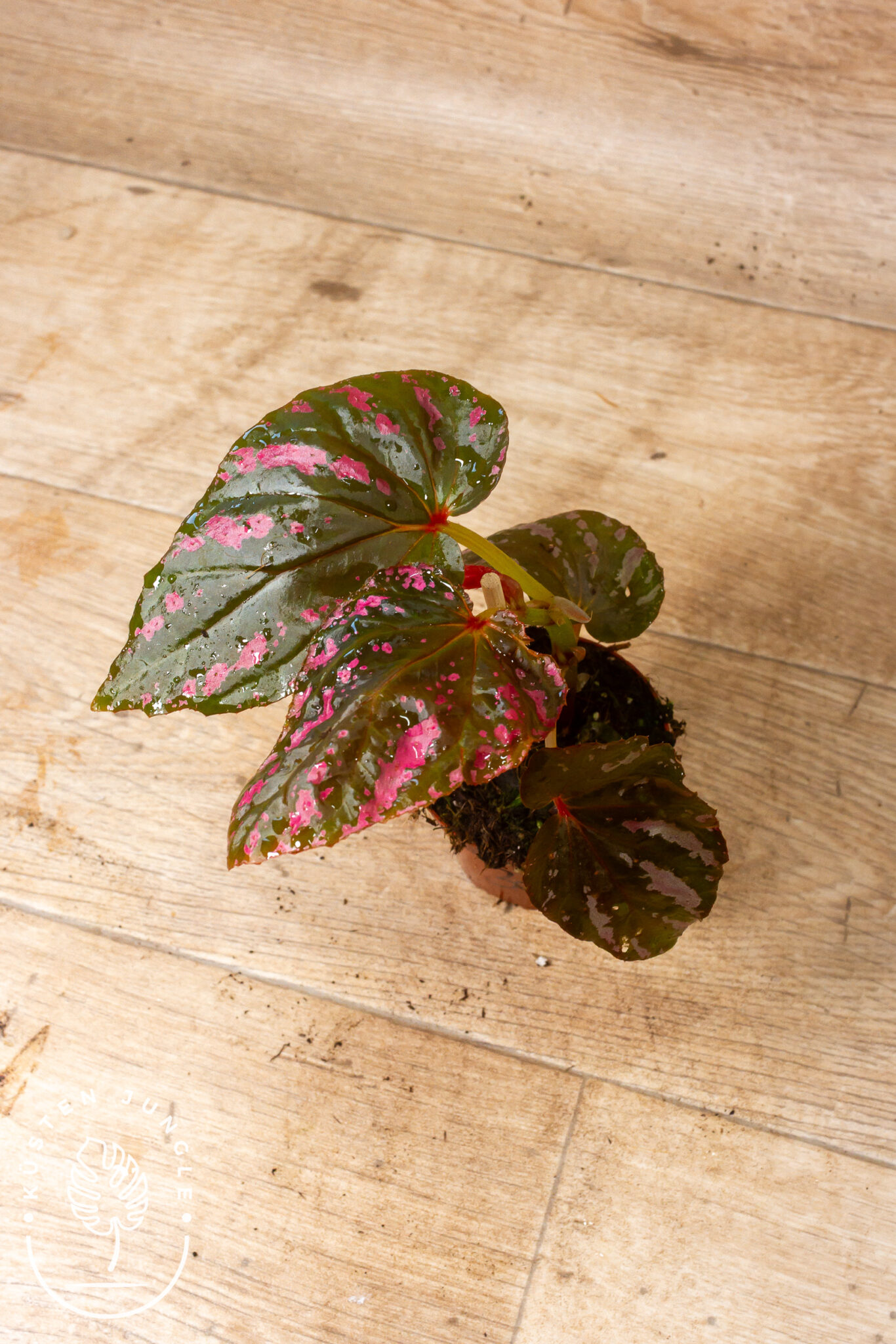 Begonia brevirimosa mit großen, leuchtend pink gezeichneten Blättern entlang dunkelgrüner Blattadern