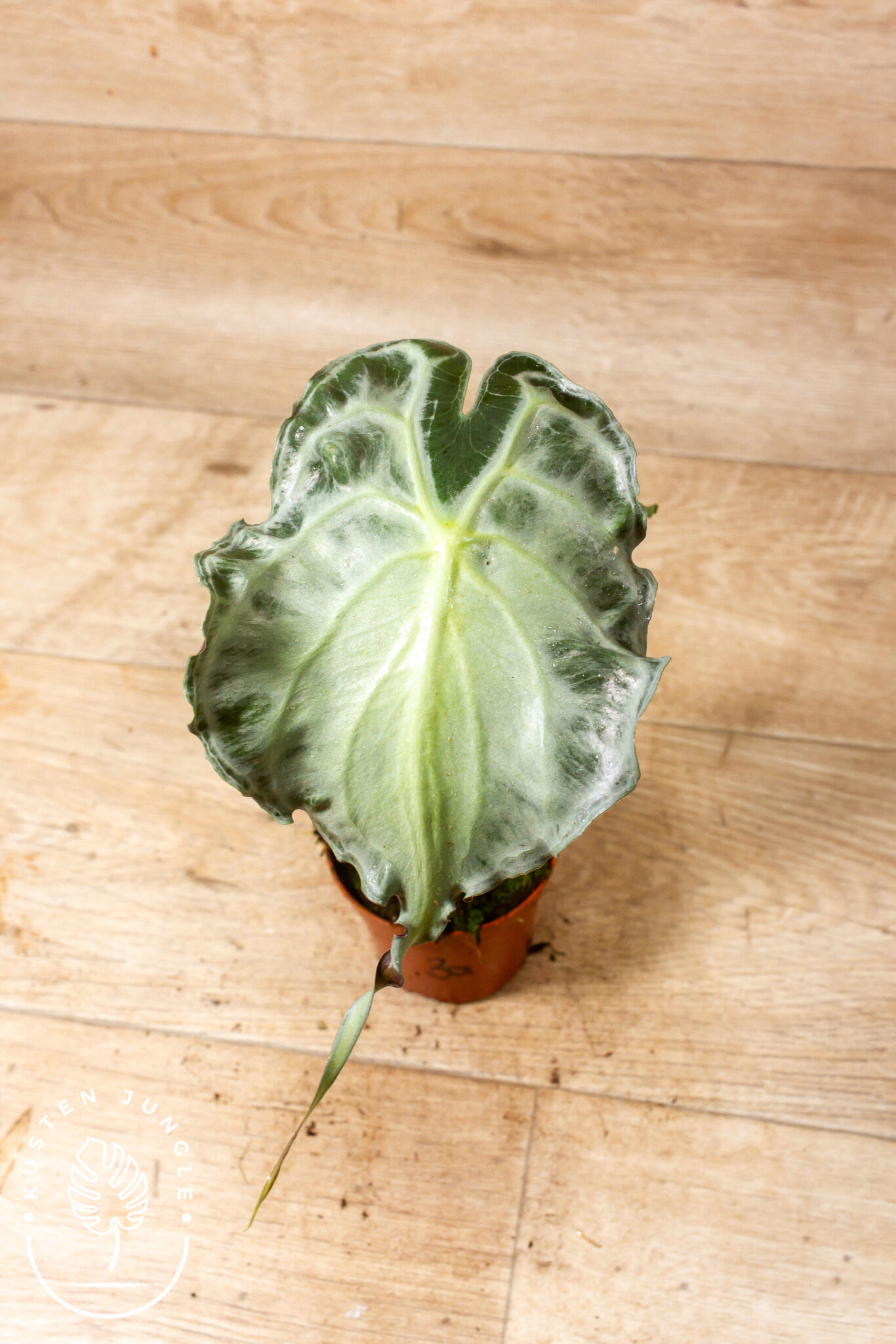 Alocasia 'Venom' mit schildförmigen, silbrig-mattgrünen Blättern und einer charakteristisch langen, gekräuselten Blattspitze