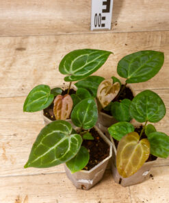 ((A. blue papi x A. red crystallinum) X A. Michelle) X (A. dark Mama X A. Michelle)