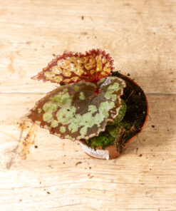 Begonia umbrella hybrid 001