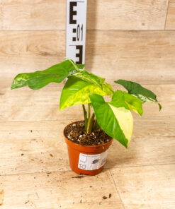 Syngonium Aurea 005 – Bild 2