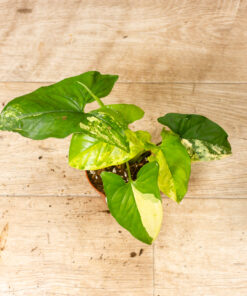 Syngonium Aurea 005