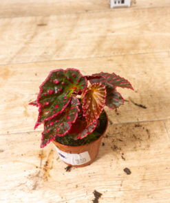 Begonia Medusa 001