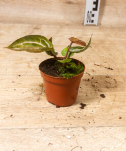 Anthurium red crystallinum aurea 004 - Image 2