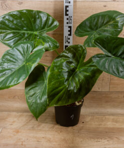 Alocasia wentii aurea variegata XL 01 - Image 2