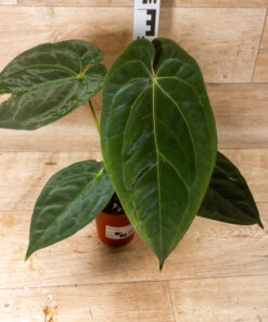 Anthurium (Michelle X Red Velvet Cake) X Goliath