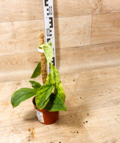 Rhaphidophora korthalsii marble aurea 001